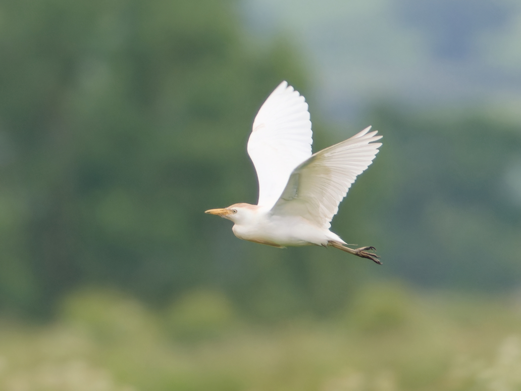 Photo of Cattle Egret